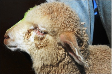 Image of lamb face with ocular discharge