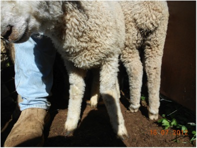 Image of lamb from side