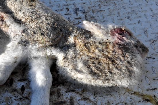 Image of young lamb with neck swelling