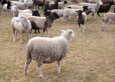 dystocia in sheep