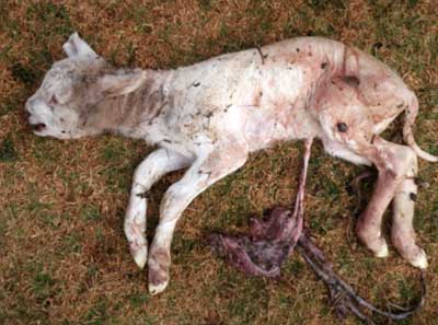 Image of still borm lamb