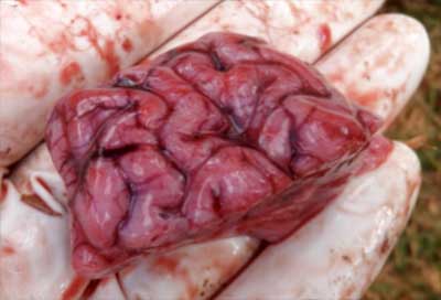 Image of lamb brain on post-mortem