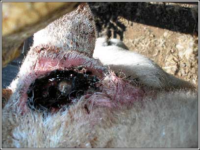 Image of open abscess on sheep