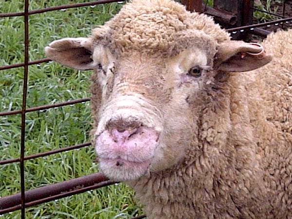 Image of sheep head with muzzle skin condition