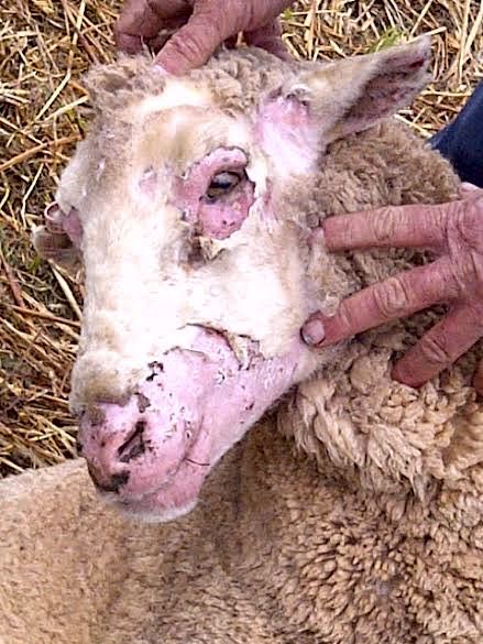 Image of sheep head with skin condition