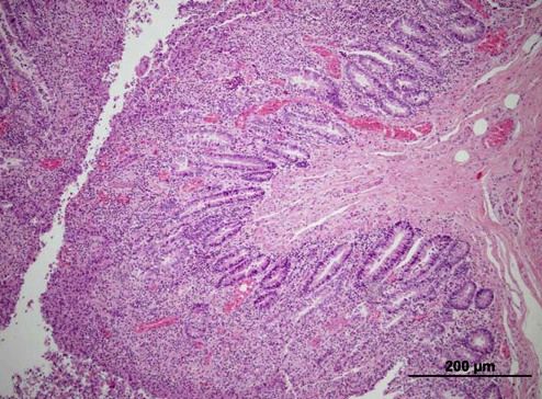Photomicrograph of sheep intestine