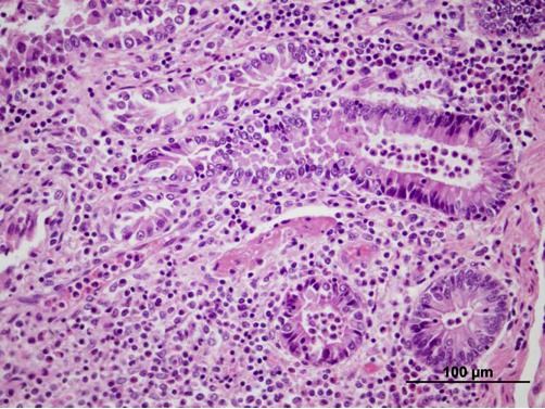 Photomicrograph of sheep intestine