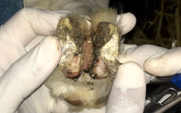 Image of ovine footrot