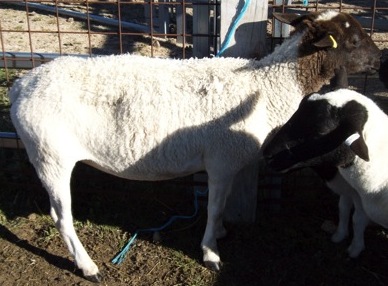 Image of sheep in yards