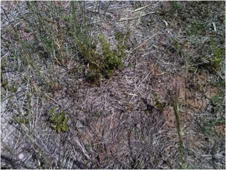 Image of rockfern plant