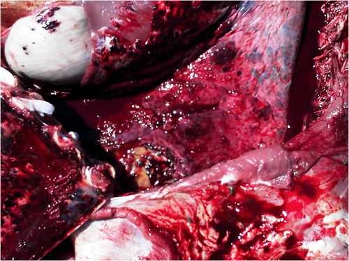 Image of sheep thoracic haemorrhages post-mortem