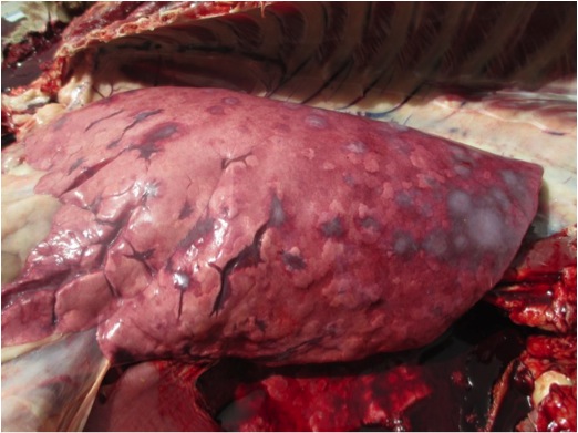 Image of sheep lungs post-mortem with lesions