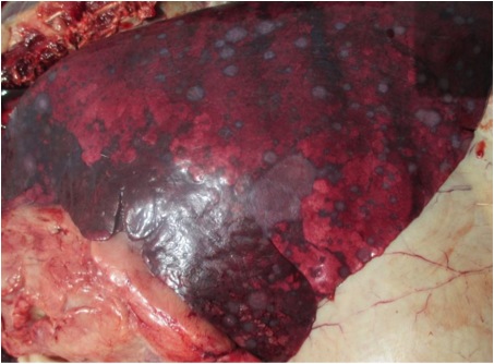 Image of sheep lungs post-mortem with lesions