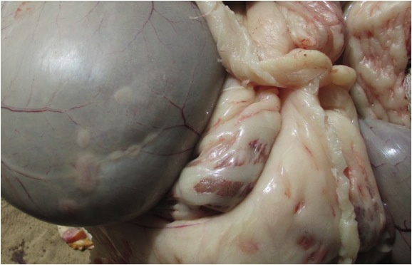 Image of sheep rumen with lesions post-mortem