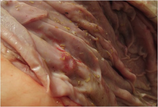 Image of sheep abomasum lining with lesions post-mortem