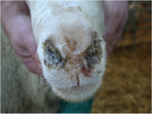 Image of sheep nose with dried secretions