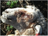 Image of sheep head with closed eye