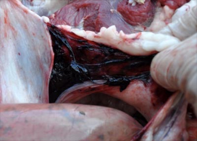 Image of torn sheep vagina post-mortem