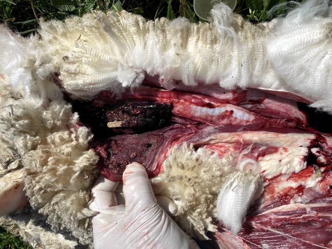 Image of sheep post-mortem showing a capsule in necrotic neck tissue