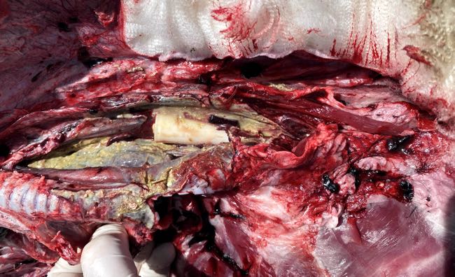 Image of sheep post-mortem showing a capsule in necrotic neck tissue