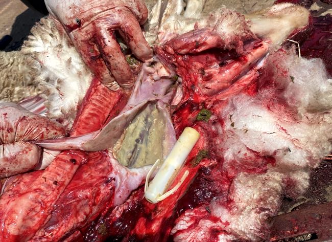 Image of sheep post-mortem showing a capsule in a pocket
