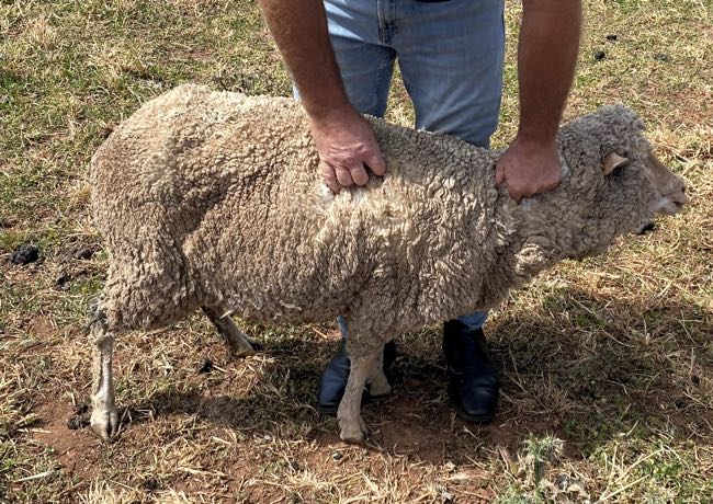 Image of sheep post-mortem showing a capsule in the pharynx