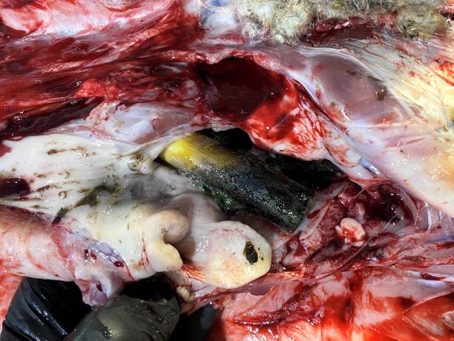 Image of sheep post-mortem showing a capsule in a pocket of the pharynx