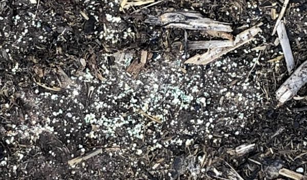 Image of fine yellow granules on bare ground