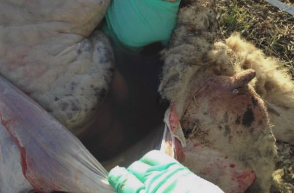Image of sheep post-mortem showing excess abdominal fluid