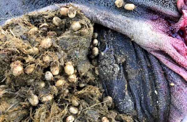 Image of fine yellow granules found in rumen of sheep on post-mortem