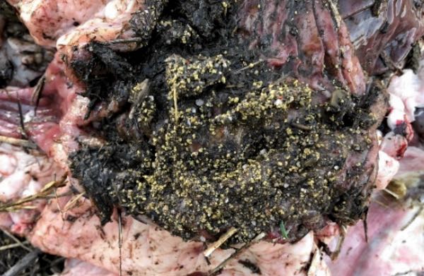 Image of fine yellow granules in abomasum of sheep on post-mortem