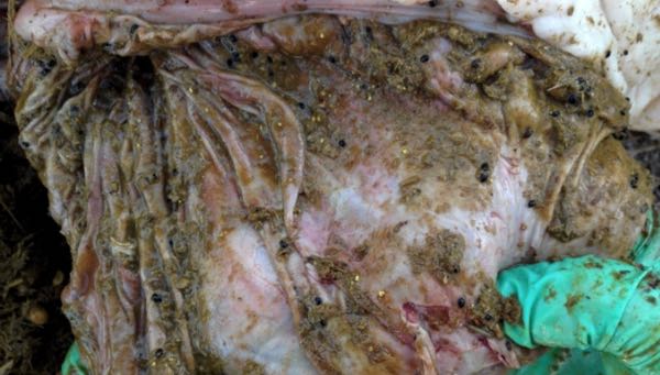 Image of fine yellow granules in abomasum of sheep on post-mortem
