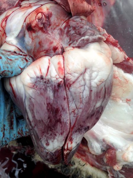 fluoroacetate toxicity petechail haemorrhages myocardium