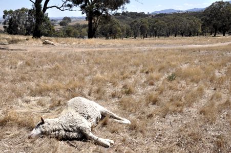 Image of two dead merino wethers in paddock