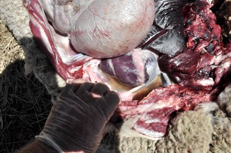 Image of ovine thorax showing pericardial effusion