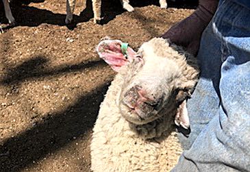 image of ewe with crusty nose