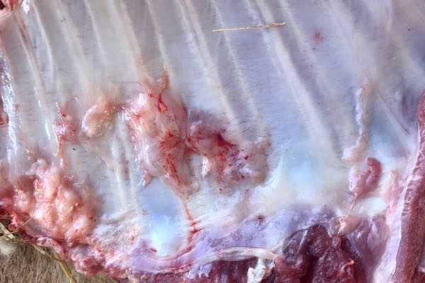 Image of sheep post-mortem pleural adhesions