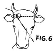 Line drawing of halter applied to horned cow