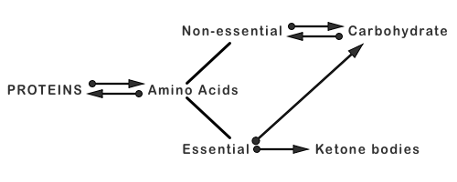 image of amino acid metabolic pathway
