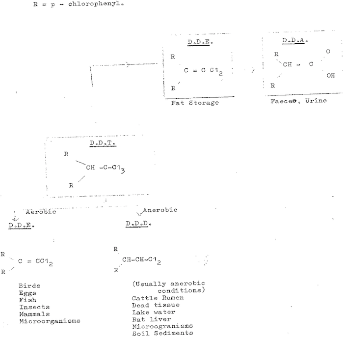 Illustration of DDT transformation in the environment