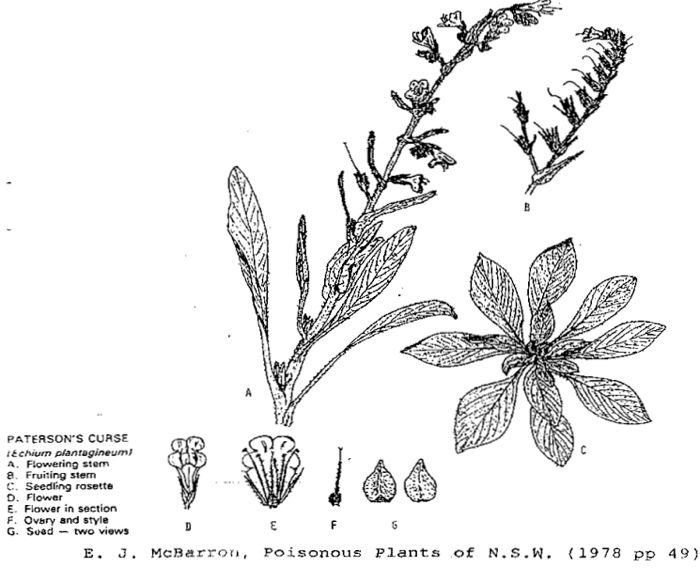 Diagram of Paterson's Curse