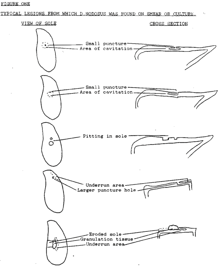 Image of typical lesions footrot