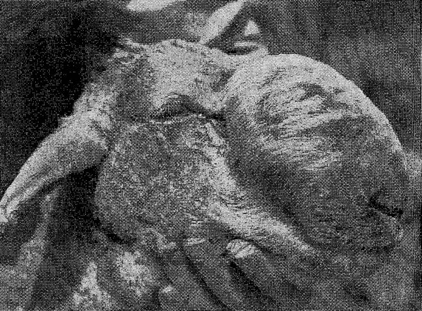 image of sheep with bulbous nose