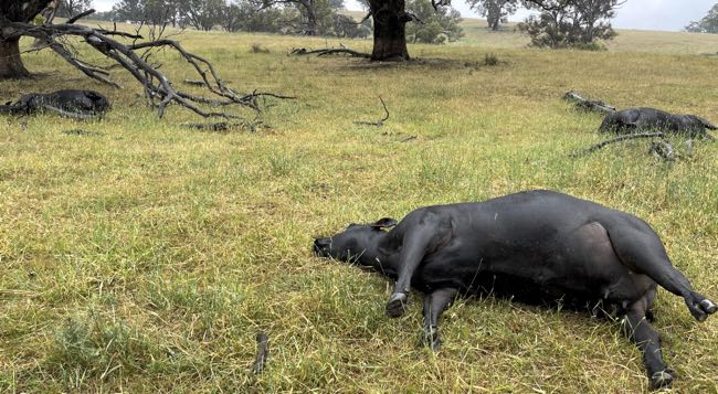 Image of dead black cows in paddock