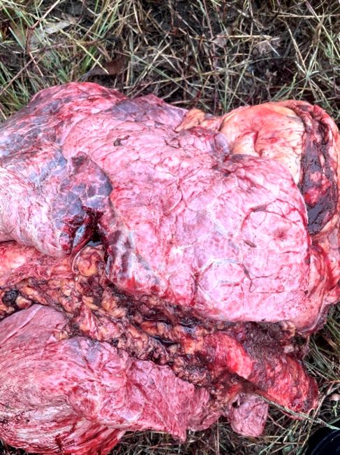 Image of dead black cow in paddock showing head