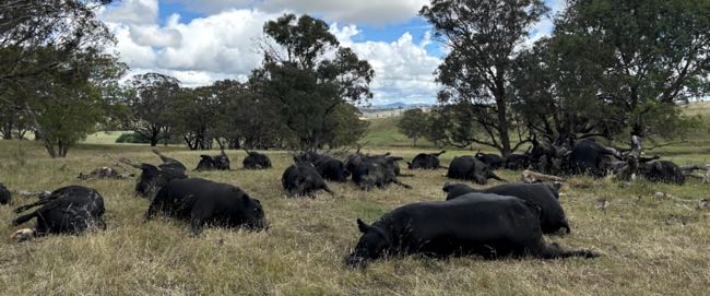 Image of dead black cows with legs spread in a paddock