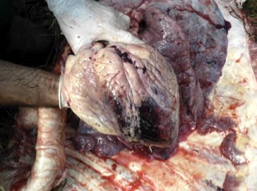 Image of myocardial haemorrhage