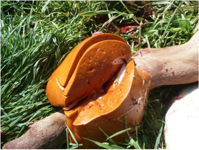 Image of bovine liver post-mortem