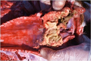 Image of post-mortem view of bovine larynx