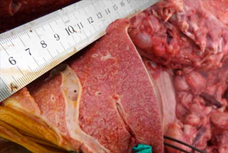 Image of cut surface of bovine liver on post-mortem